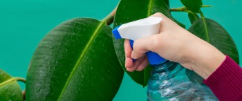 Mantén tus plantitas protegidas con este repelente casero
